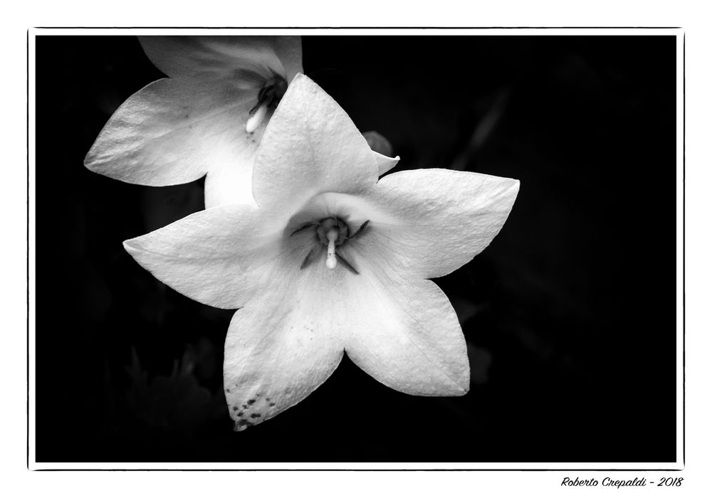 Bianco fiore