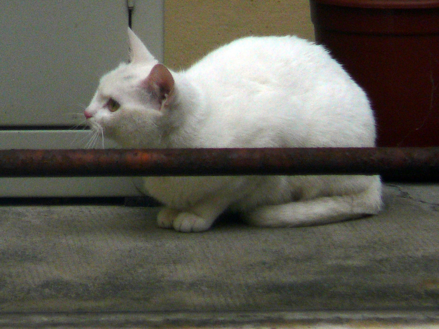 Bianco in balcone con circospezione