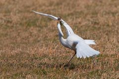 bianco maggiore con preda 2