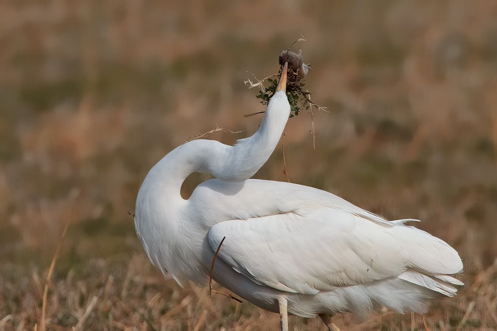 bianco maggiore con preda