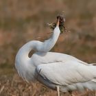 bianco maggiore con preda