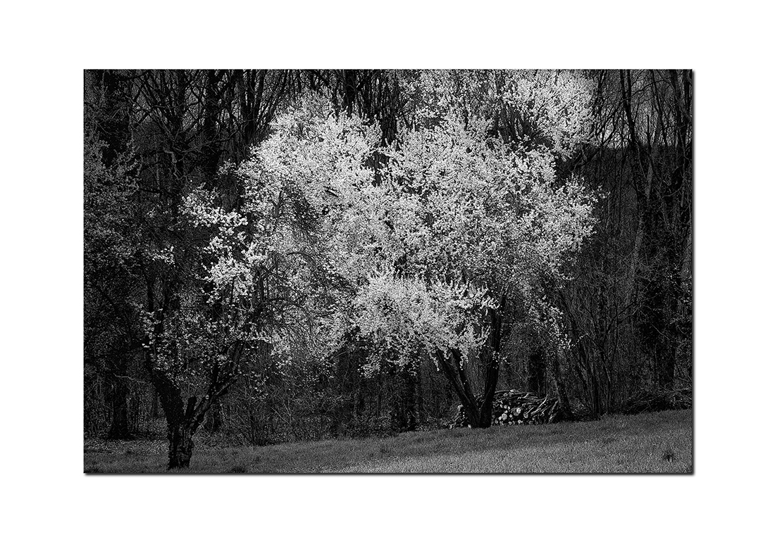 BIANCO NEL BOSCO