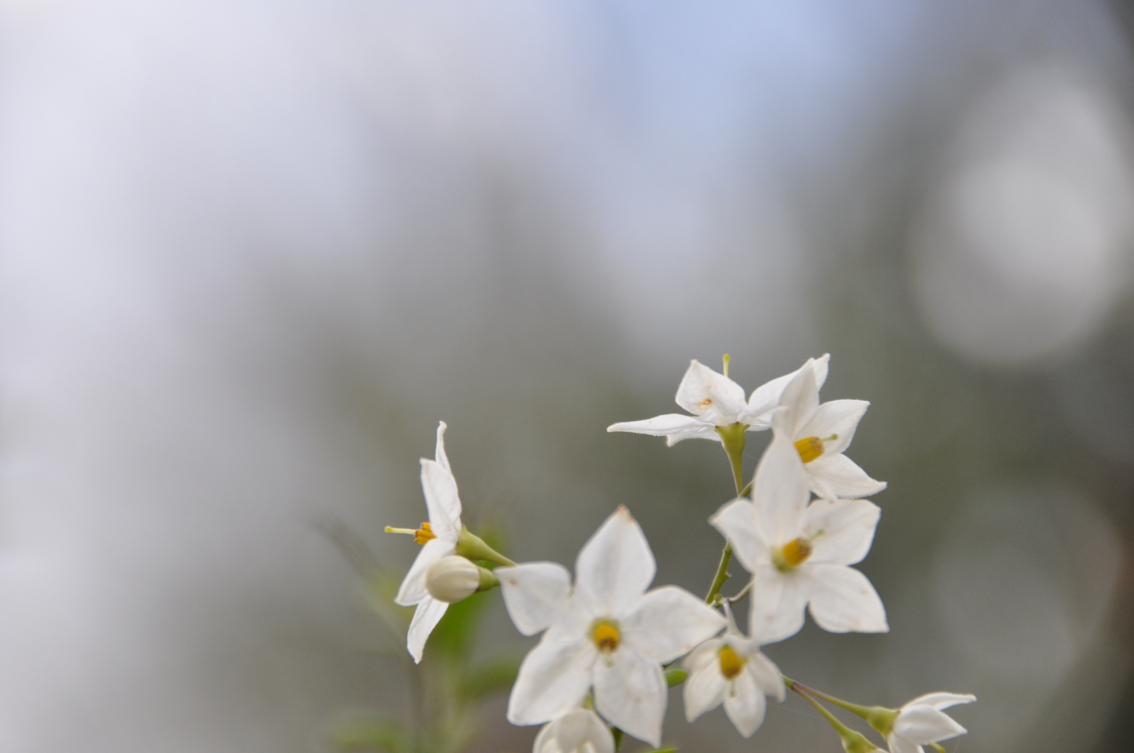 bianco nel cielo