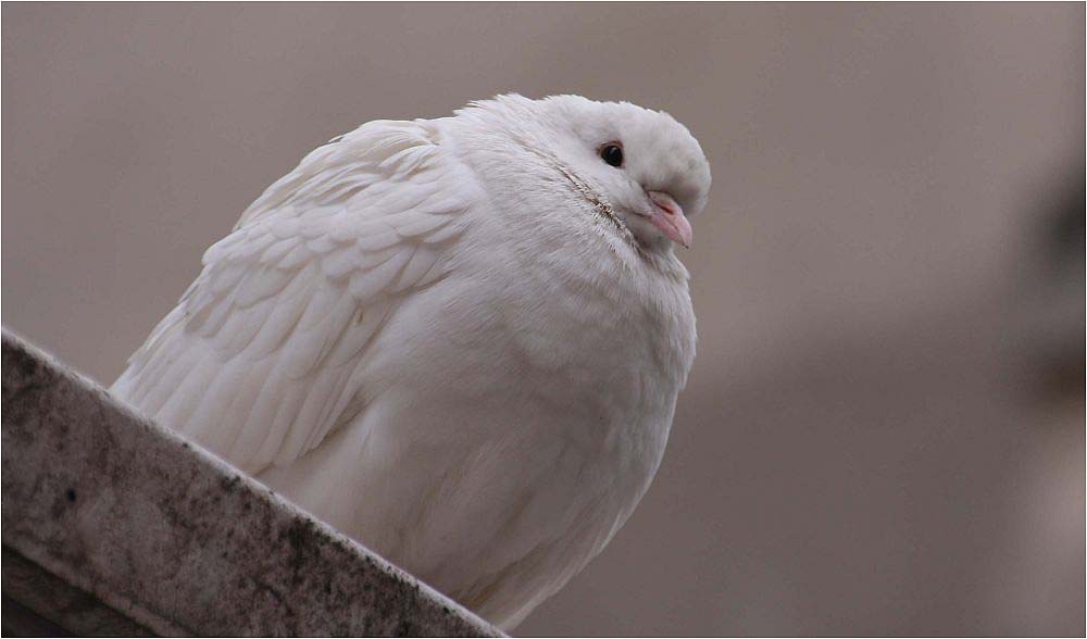 bianco piccione