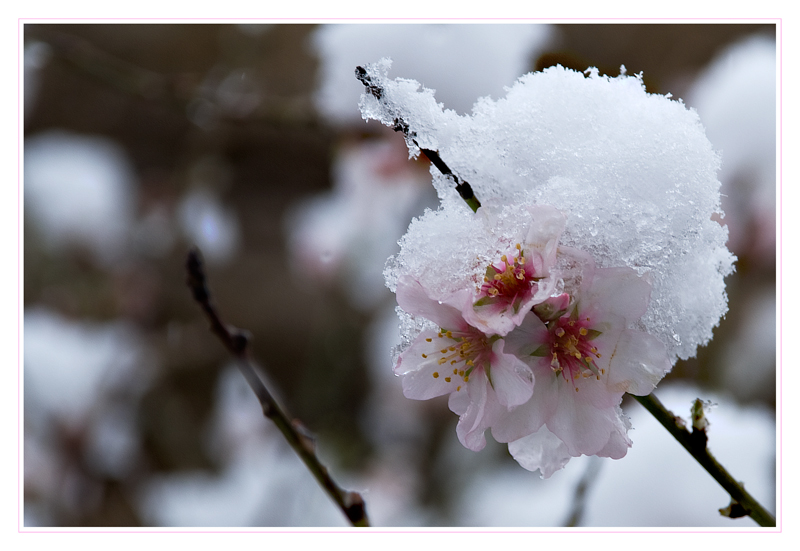 bianco-rosa