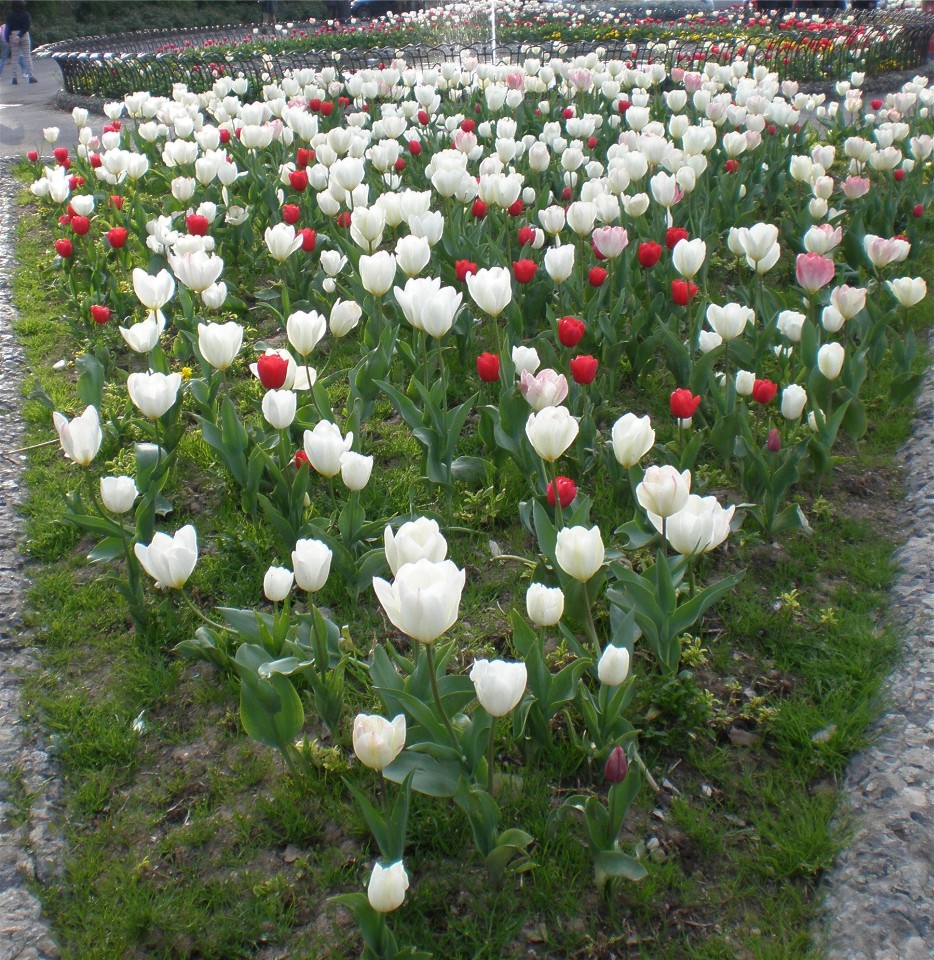 Bianco rosso e verde (e un pò di rosa che non guasta mai!)