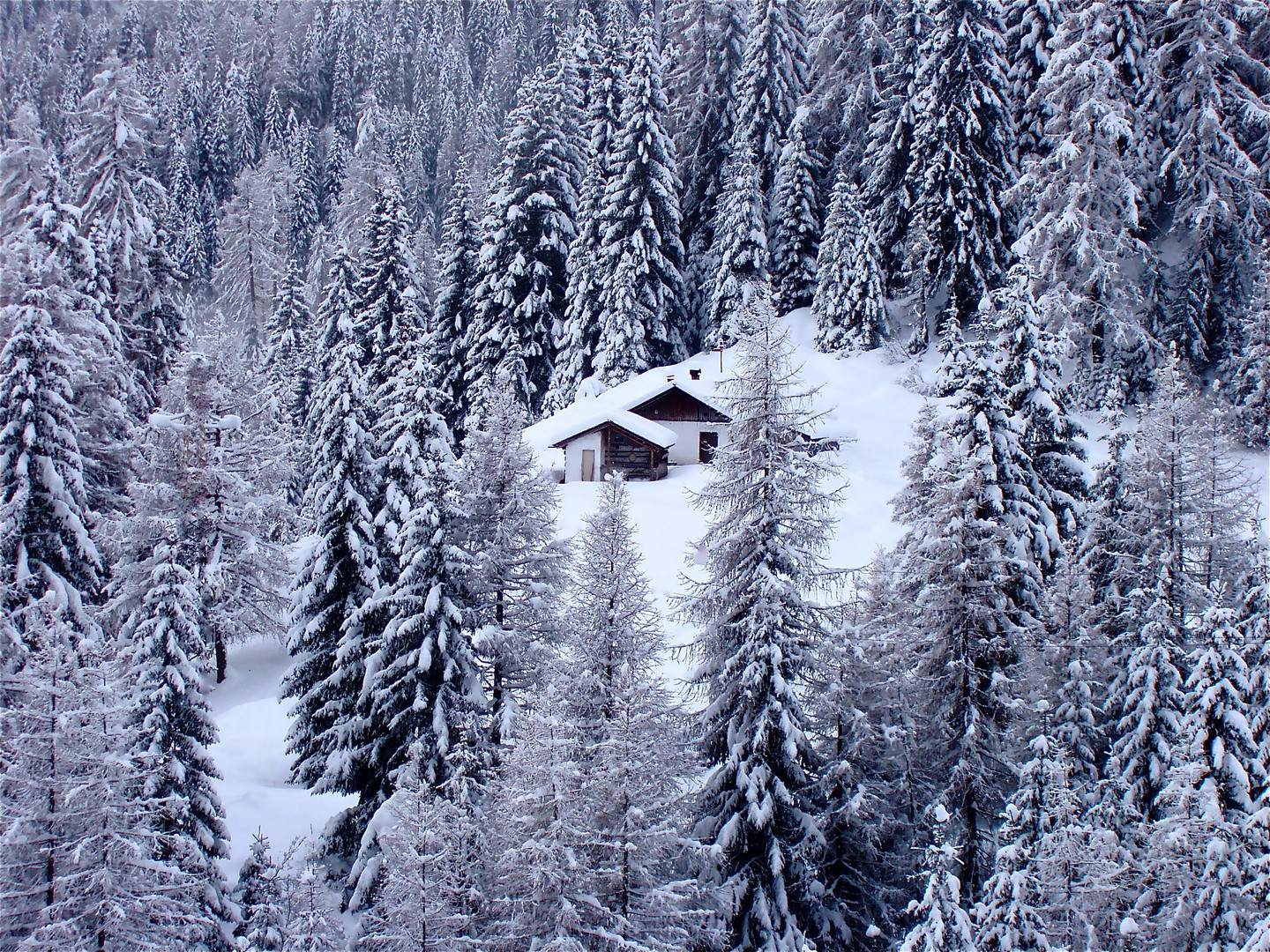 Bianco solitario.