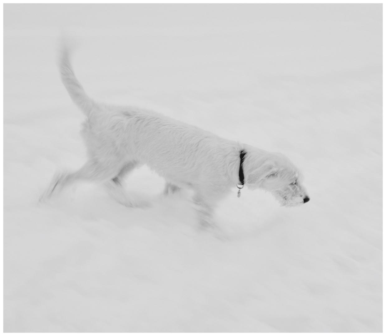 Bianco su bianco