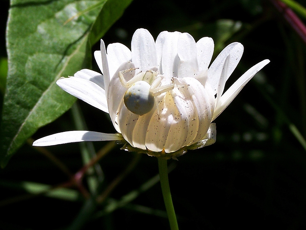 Bianco su bianco