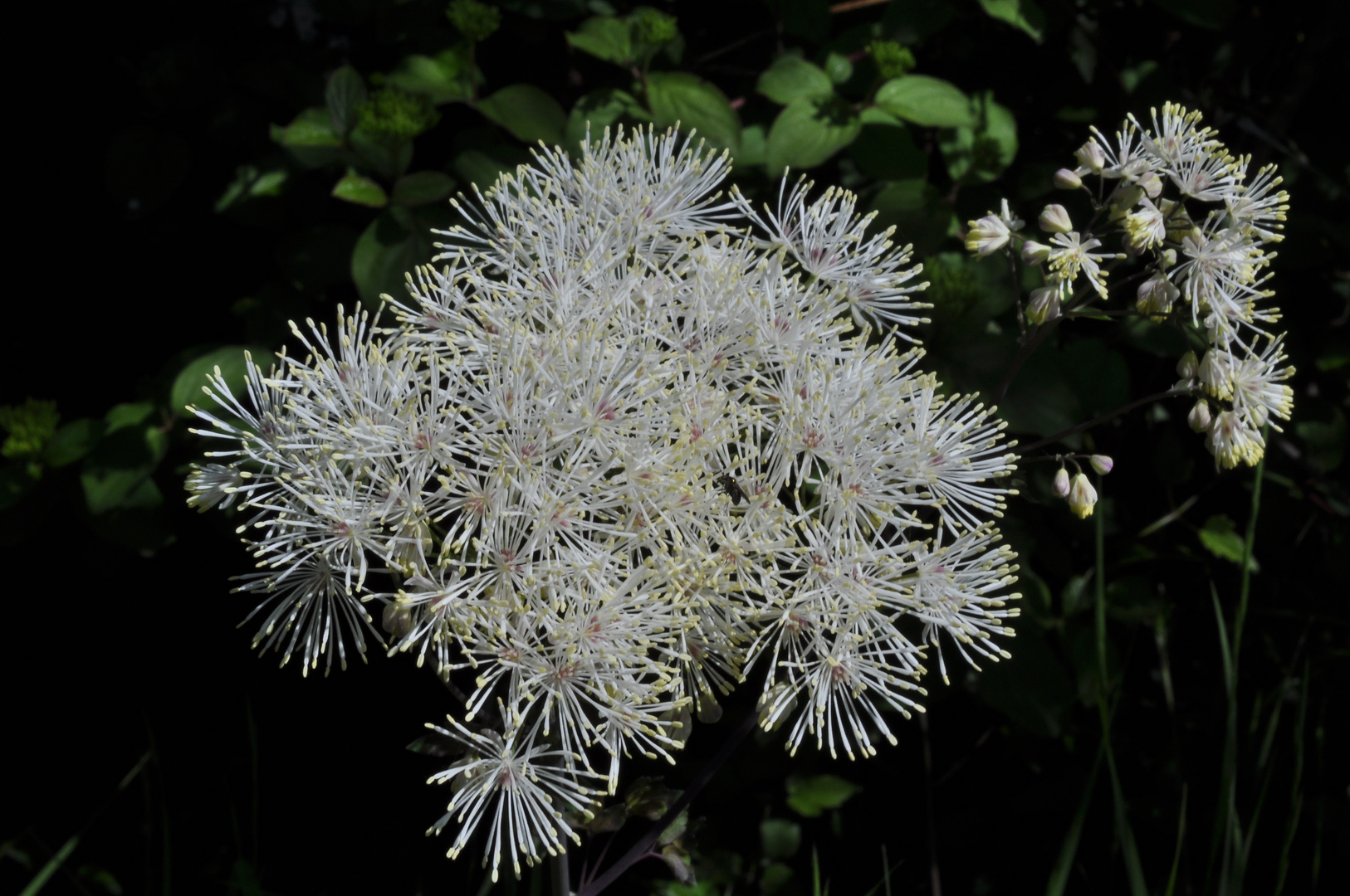 bianco tra il verde