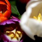 Bianco.... Viola... Rosso...E sempre un Tulipano