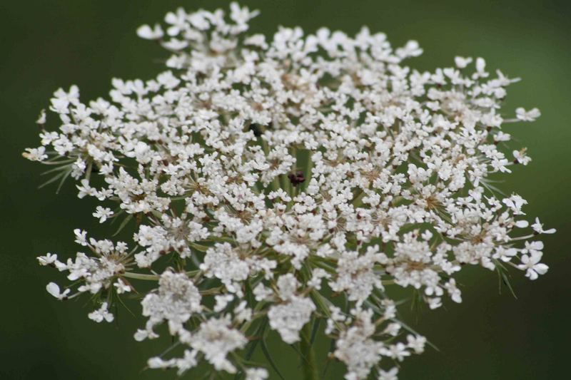 bianco....fiore