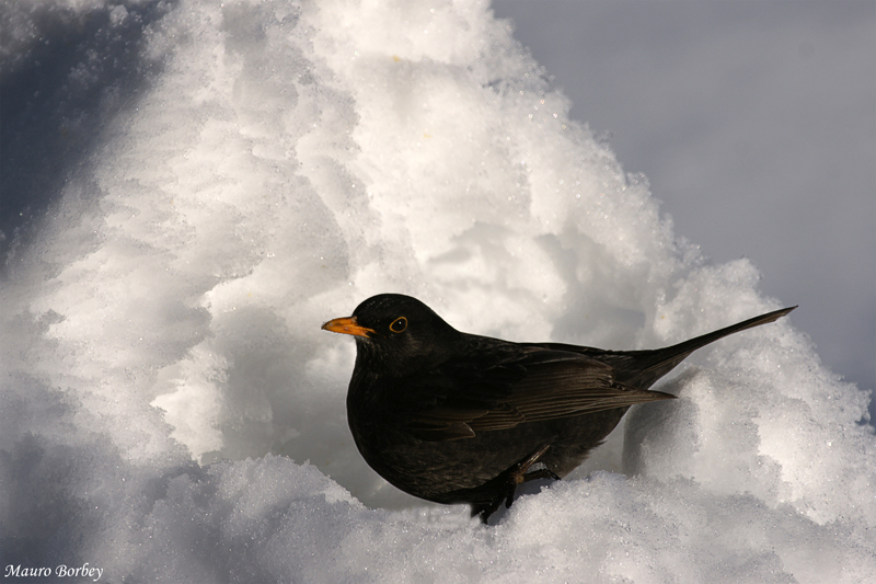 Bianco,giallo e nero.