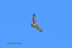 Biancone con preda di rettile