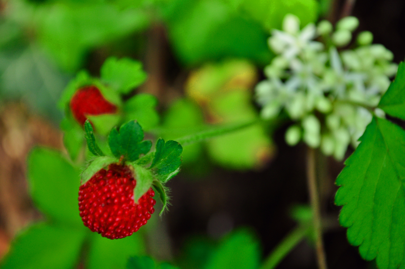 Bianco,rosso e verde