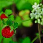 Bianco,rosso e verde