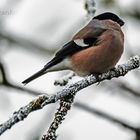 Bibbern in den Ästen des Baumes