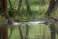 Biber am Fluss