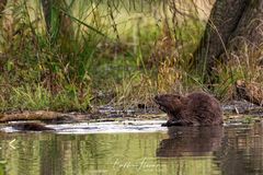 Biber am Fluss(3)