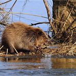 Biber an der Elbe