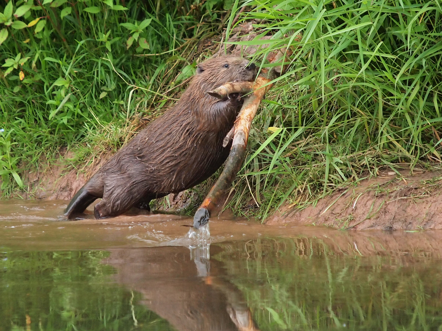 Biber an der Fränkischen Saale