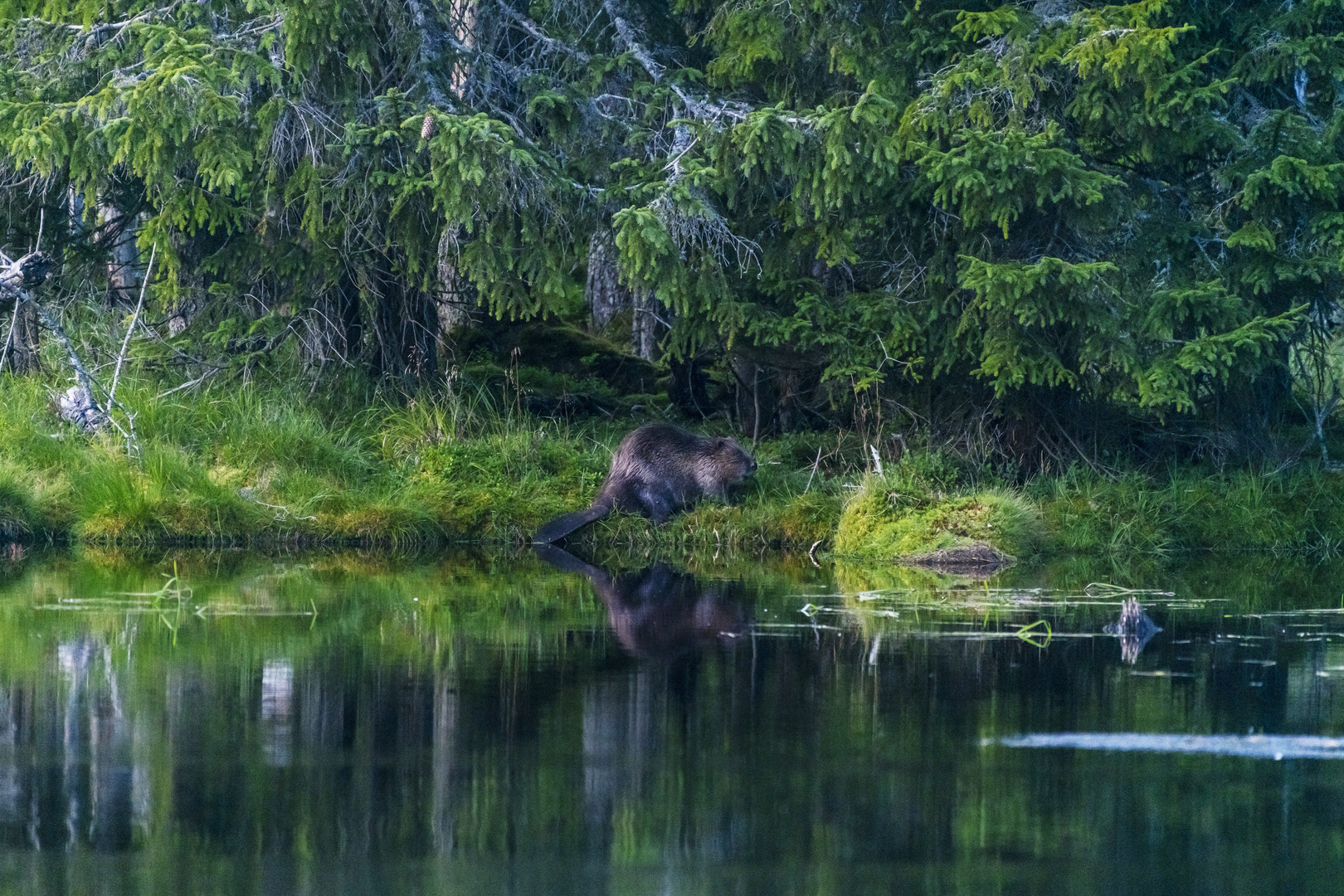 Biber an der Reschbachklause im Bayerischen Wald