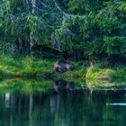 Biber an der Reschbachklause im Bayerischen Wald