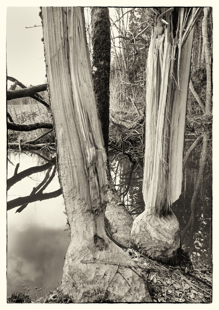 Biber Baum Kunstpark