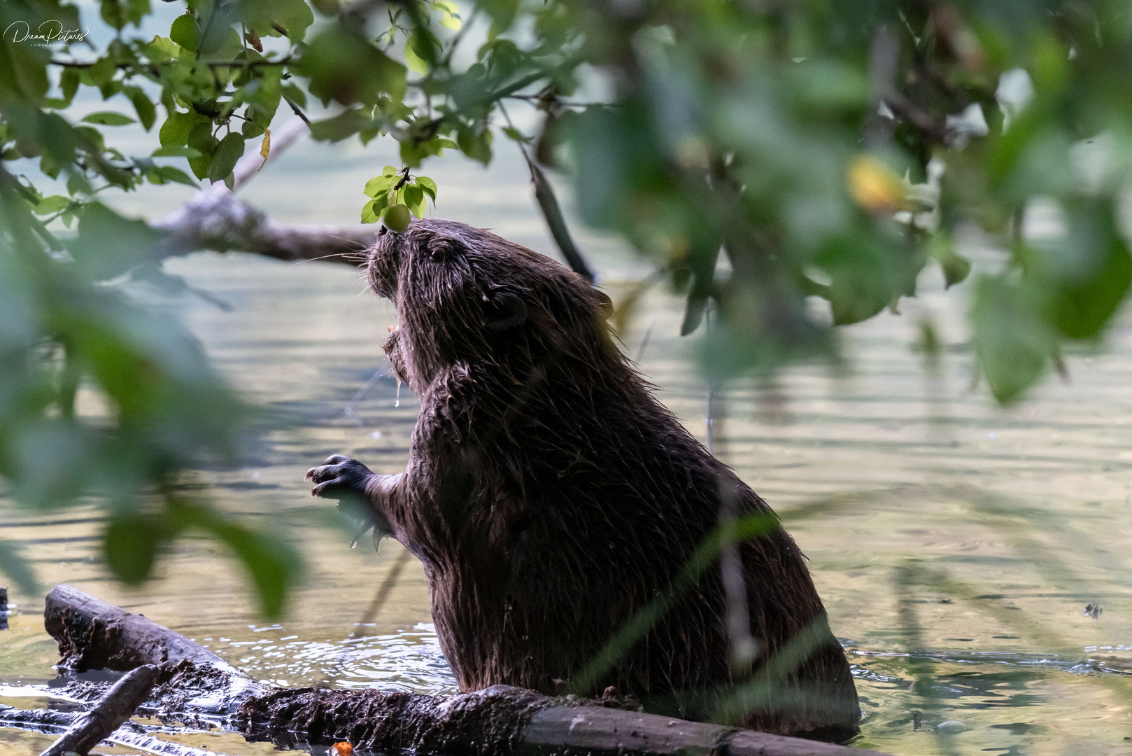 Biber beim Abendessen