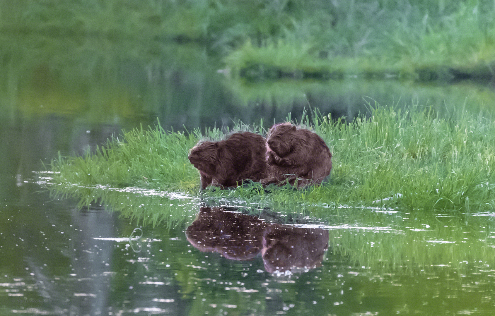 Biber beim "After-Bathing" oder "Biber-Talk" oder ....