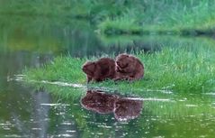 Biber beim "After-Bathing" oder "Biber-Talk" oder ....