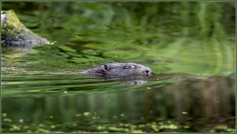 Biber (Castoridae)