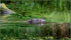 Biber (Castoridae)