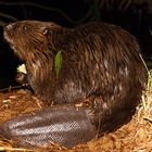 Biber geht zurück ins Wasser