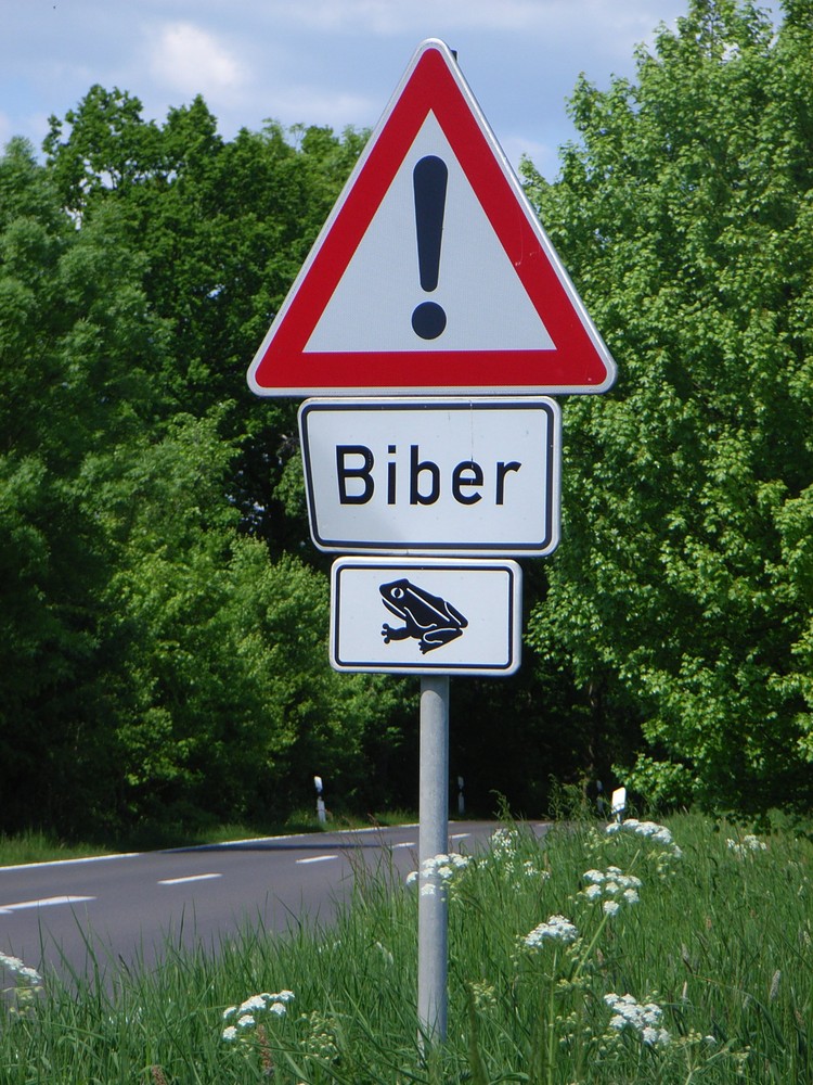 Biber habe ich mir anders vorgestellt ...