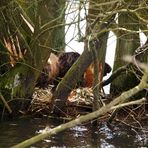 Biber im Elbehochwasser!!!!