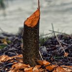 Biber im Garten