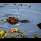 Biber im Pöschlteich