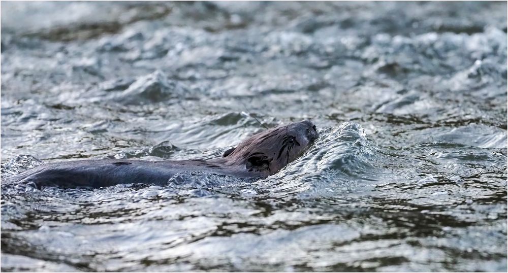 Biber im reissenden Fluss