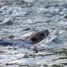 Biber im reissenden Fluss