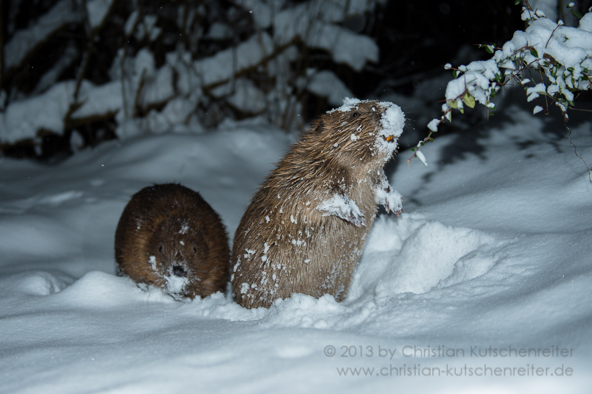 Biber im Schnee