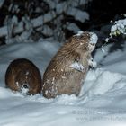 Biber im Schnee