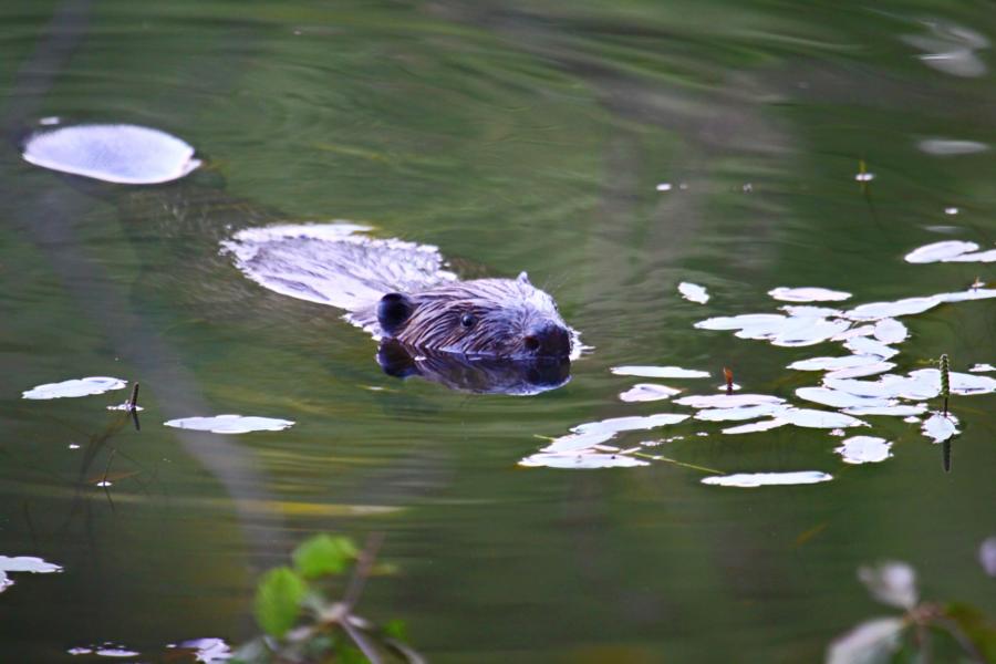 Biber im Wasser