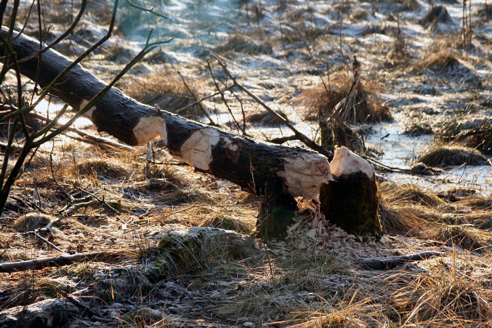 Biber in der Eifel