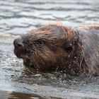 Biber in der Elbe