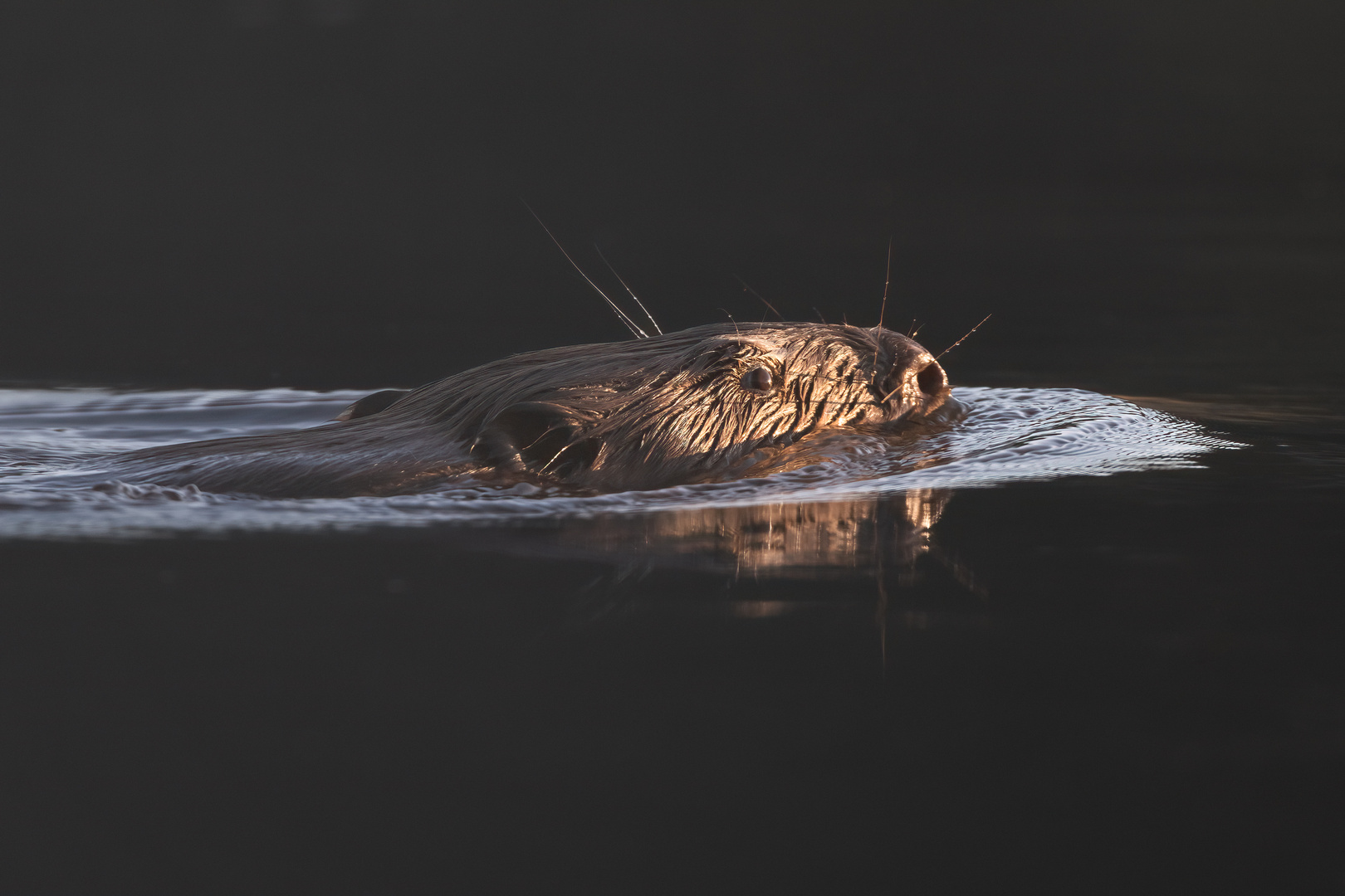 Biber in der Morgensonne