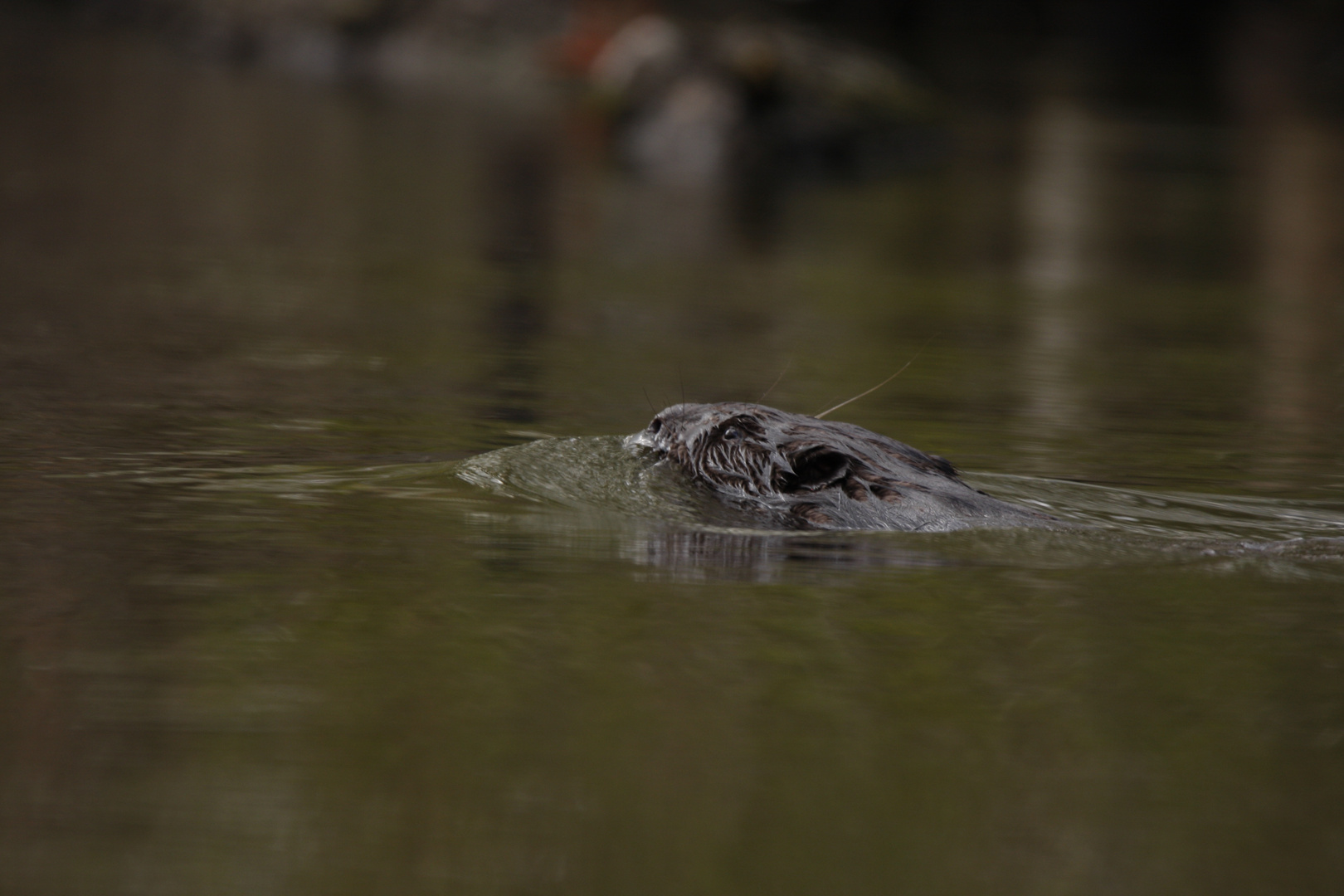 Biber in der Spree