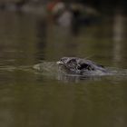 Biber in der Spree