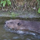 Biber in der Würm bei München