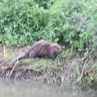 Biber in freier Natur